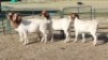 4X BOER GOAT DOE KEITH GOOSEN