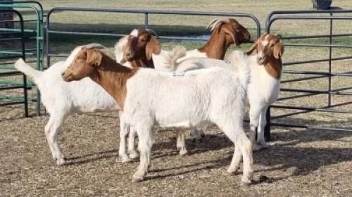 4X BOER GOAT DOE KEITH GOOSEN