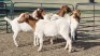 4X BOER GOAT DOE KEITH GOOSEN