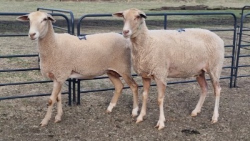 2X MILK SHEEP EWE M HATLEY