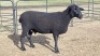 1X MILK SHEEP EWE M HATLEY