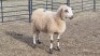 1X MILK SHEEP EWE M HATLEY