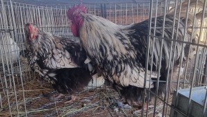 2X CHICKEN ROOSTER & HEN TIERPOORT DORPERS