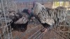 2X CHICKEN ROOSTER & HEN TIERPOORT DORPERS