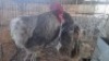 2X CHICKEN ROOSTER & HEN GIDEON MAPHOOTO