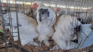 5X CHICKEN GIDEON MAPHOOTO