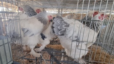 5X CHICKEN GIDEON MAPHOOTO