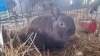 1X RABBIT FEMALE WIAN NEL