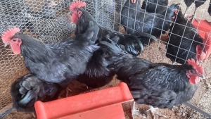 5X CHICKEN ROOSTER GS POULTRY