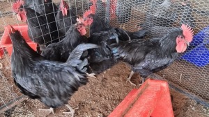 5X CHICKEN ROOSTER GS POULTRY