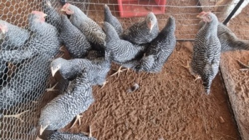 X CHICKEN MIX