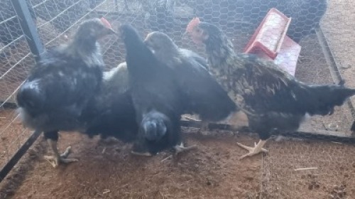 X CHICKEN MIX