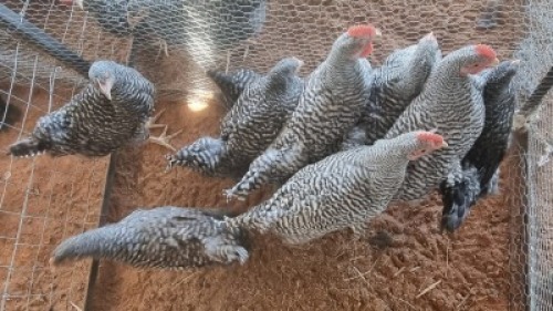 X CHICKEN MIX