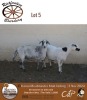 1X MEATMASTER EWE RIETFONTEIN BOERDERY