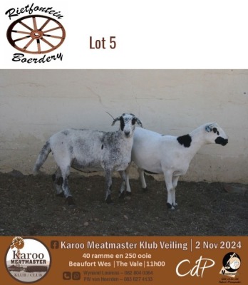 1X MEATMASTER EWE RIETFONTEIN BOERDERY