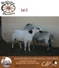 1X MEATMASTER EWE RIETFONTEIN BOERDERY - 2