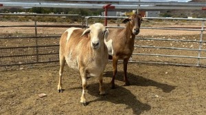 2X MEATMASTER EWE DONCOR MEATMASTERS