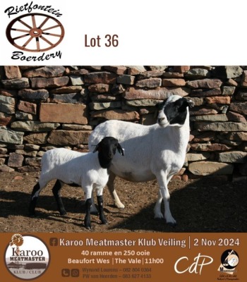 WITHDRAWN - 2X MEATMASTER EWE RIETFONTEIN BOERDERY