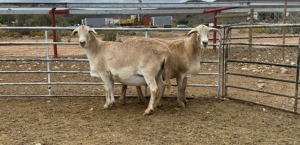 2X MEATMASTER EWE DONCOR MEATMASTERS