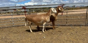 2X MEATMASTER EWE DONCOR MEATMASTERS