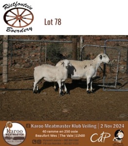 1+1X MEATMASTER EWE RIETFONTEIN BOERDERY