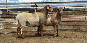 2X MEATMASTER EWE DONCOR MEATMASTERS