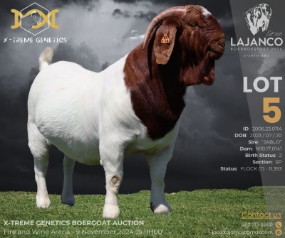 1X BOER GOAT Flock T (11.393) BUCK LAJANCO BBS