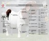 1X BOER GOAT Flock T (11.393) BUCK LAJANCO BBS - 2