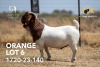 1X BOER GOAT Flock(Colour) BUCK JOUBERT HORN BOERGOAT STUD