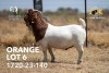 1X BOER GOAT Flock(Colour) BUCK JOUBERT HORN BOERGOAT STUD - 2