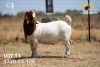 1X BOER GOAT Flock(Colour) BUCK JOUBERT HORN BOERGOAT STUD