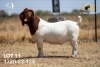 1X BOER GOAT Flock(Colour) BUCK JOUBERT HORN BOERGOAT STUD - 2