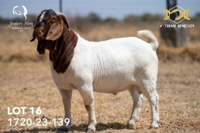 1X BOER GOAT Flock BUCK JOUBERT HORN BOERGOAT STUD