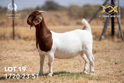 1X BOER GOAT Stud DOE JOUBERT HORN BOERGOAT STUD