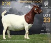 1X BOER GOAT Stud (47.60) DOE LAJANCO BBS