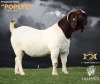 1X BOER GOAT Stud (47.60) DOE LAJANCO BBS - 3