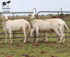 LOT 22 3X MEATMASTER OOI/EWE DIDYMUS MEATMASTERS