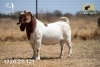 1X BOER GOAT Stud (47.60) DOE LAJANCO BBS - 5