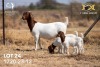 1X BOER GOAT Stud DOE JOUBERT HORN BOERGOAT STUD