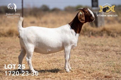 1X BOER GOAT Stud DOE JOUBERT HORN BOERGOAT STUD