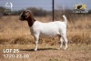 1X BOER GOAT Stud DOE JOUBERT HORN BOERGOAT STUD - 2