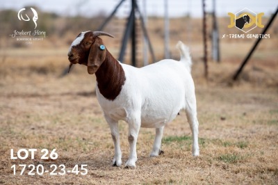 1X BOER GOAT Stud DOE JOUBERT HORN BOERGOAT STUD