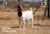 1X BOER GOAT Stud DOE JOUBERT HORN BOERGOAT STUD - 2