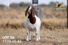 1X BOER GOAT Stud DOE JOUBERT HORN BOERGOAT STUD - 3