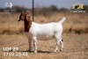 1X BOER GOAT Flock(Colour) DOE JOUBERT HORN BOERGOAT STUD