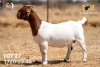 1X BOER GOAT Flock(Colour) DOE JOUBERT HORN BOERGOAT STUD - 2