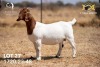 1X BOER GOAT Flock(Colour) DOE JOUBERT HORN BOERGOAT STUD - 3