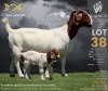 1 + 1X BOER GOAT Stud (11.121) DOE LAJANCO BBS