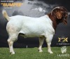 1 + 1X BOER GOAT Stud (11.121) DOE LAJANCO BBS - 4