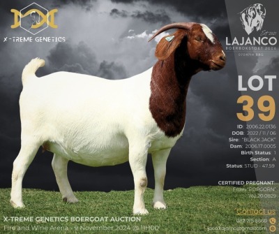 1X BOER GOAT Stud (47.59) DOE LAJANCO BBS